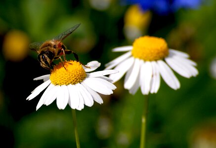 Bloom insect flower