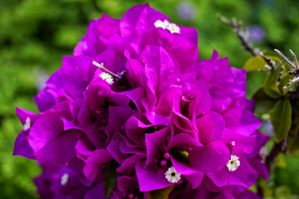 Flower color purple photo