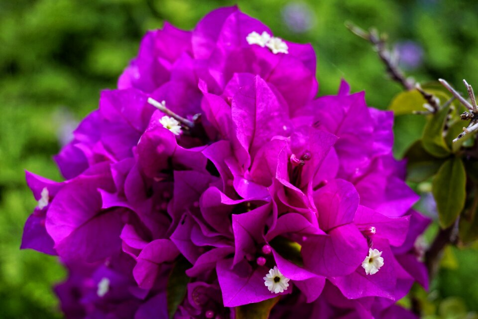 Flower color purple