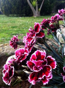 Nature, Macro, Flowers