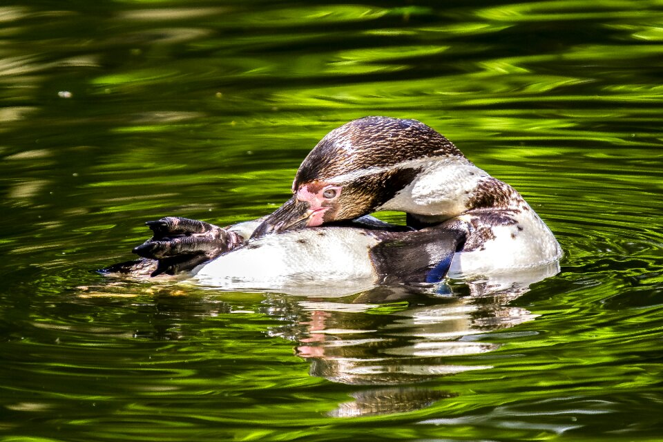 Bird nature animal