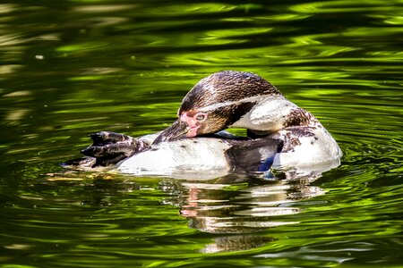 Bird nature animal
