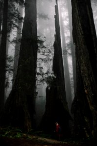 Redwood nature trail, Redwood city, United states