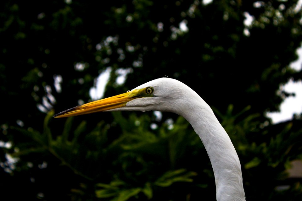 orange peaked white swan