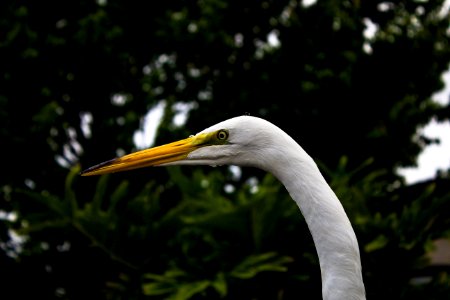 orange peaked white swan