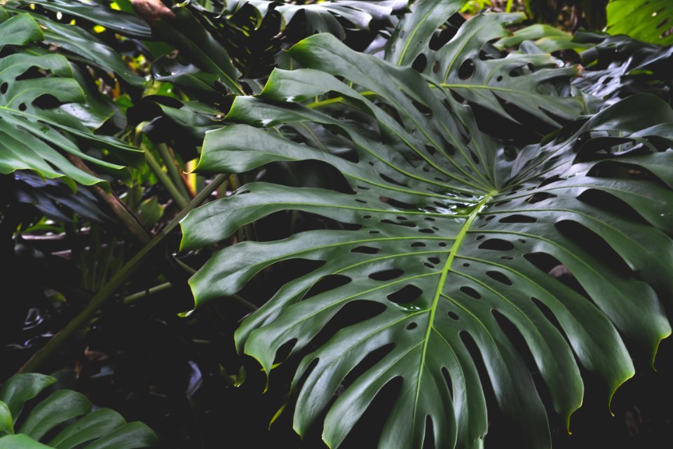 Key west, United states, Plant