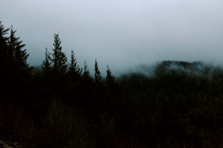 wide angle photo of pine trees photo