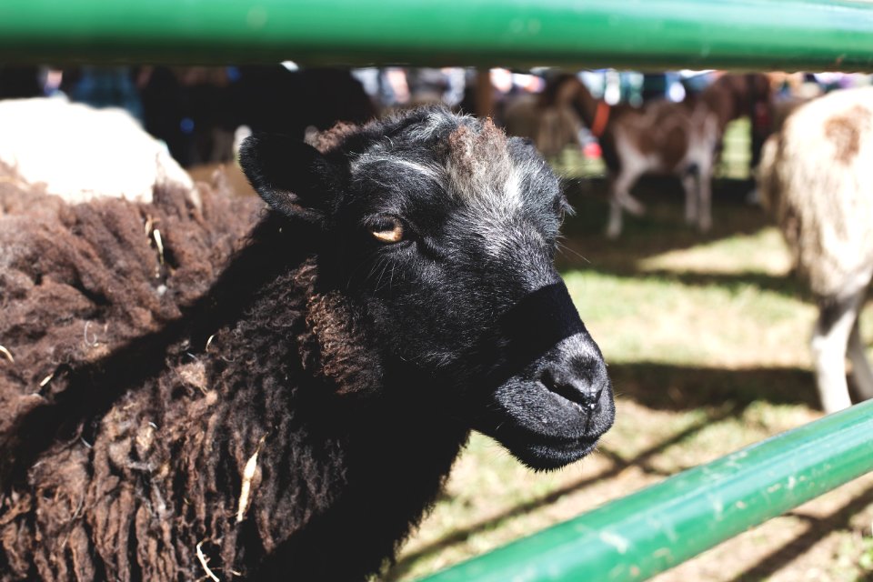 Clarence, United states, Animal