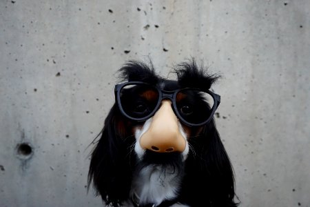 black and white dog with disguise eyeglasses photo