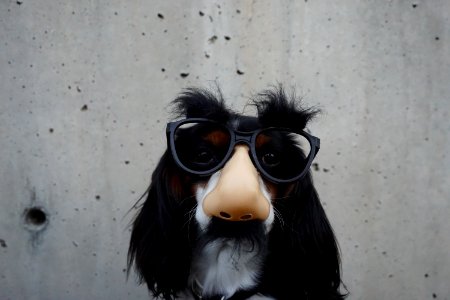 black and white dog with disguise eyeglasses