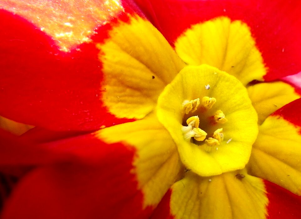 Red macro spring flower