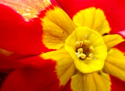 Red macro spring flower
