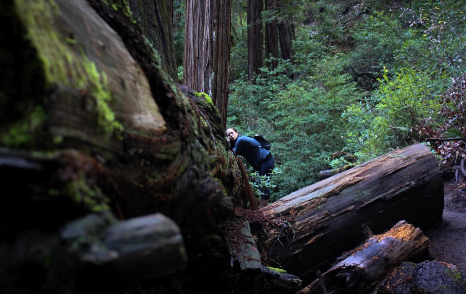 Peacful, Nap, Forest