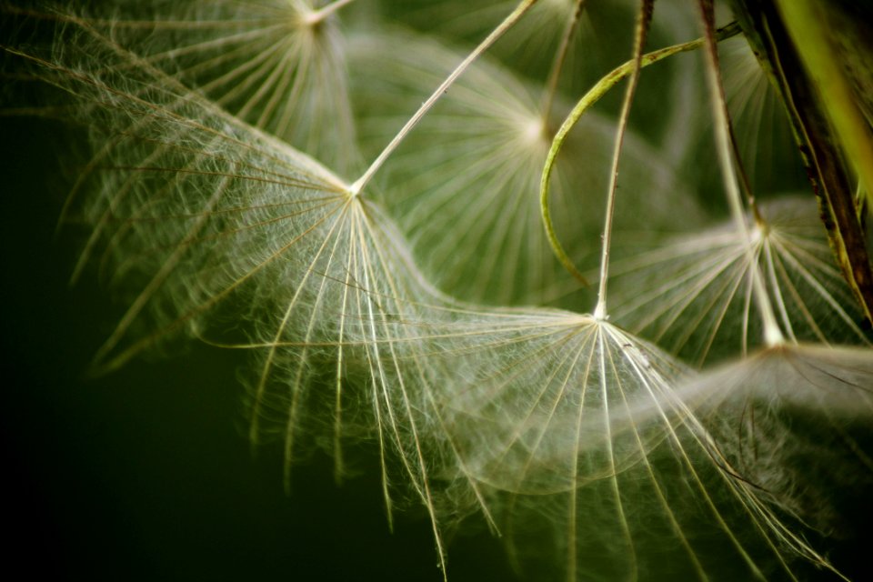 shallow focus photography of white plant photo