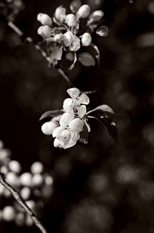 Fort collins, United states, 50mm 18