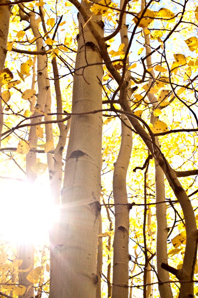 Colorado, United states, Branches