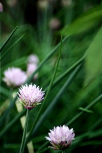 Greeley, United states, Garden photo