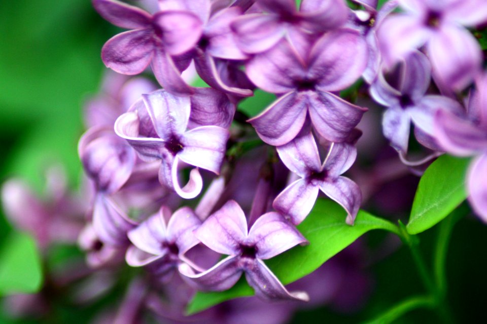 La salle, United states, Lilacs