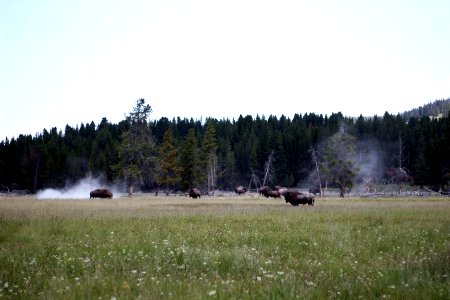 Yellowstone national park, United states, Wyoming photo