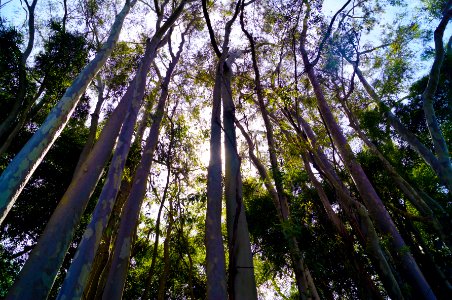 Belo horizonte, Brazil, Green