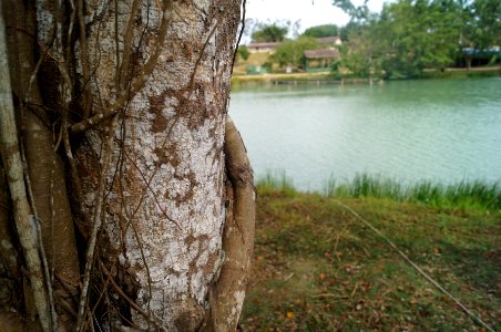 Estncia, Brazil, Close