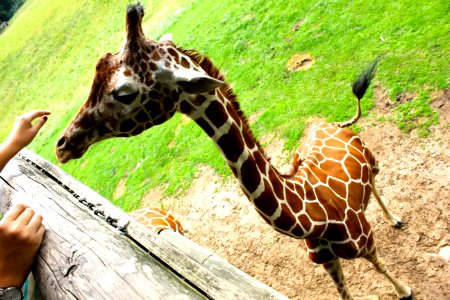 Binder park zoo, Battle creek, United states
