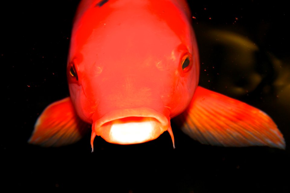 photo of red pet fish