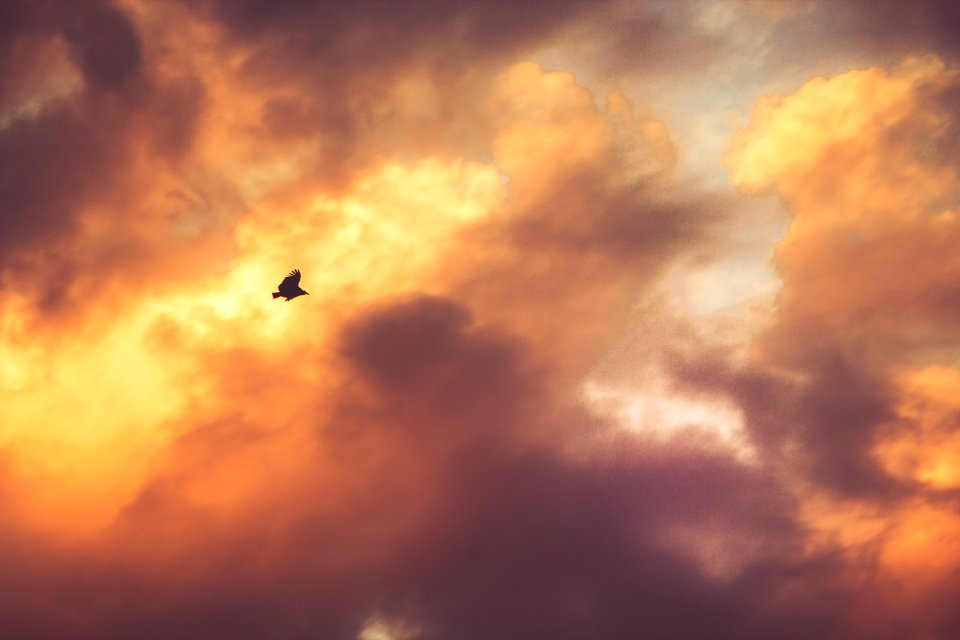 silhouette photography of bird