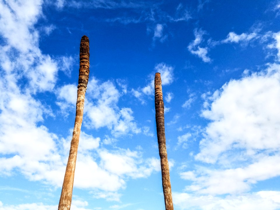 Oasis of mara, Twentynine palms, United states
