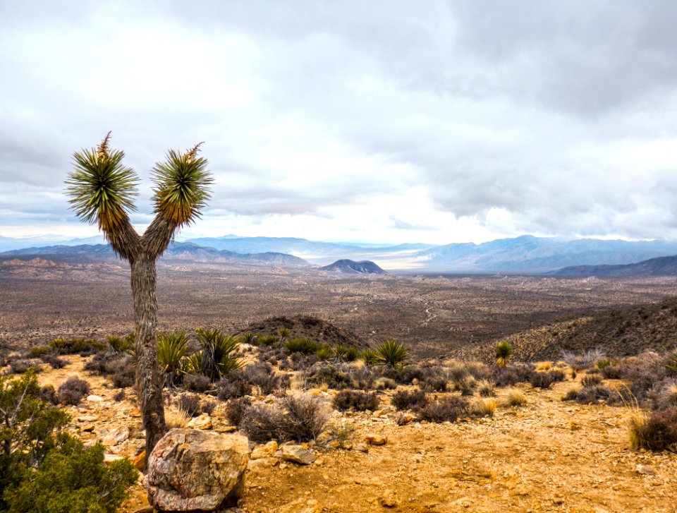 Ryan mountain, United states, Dry