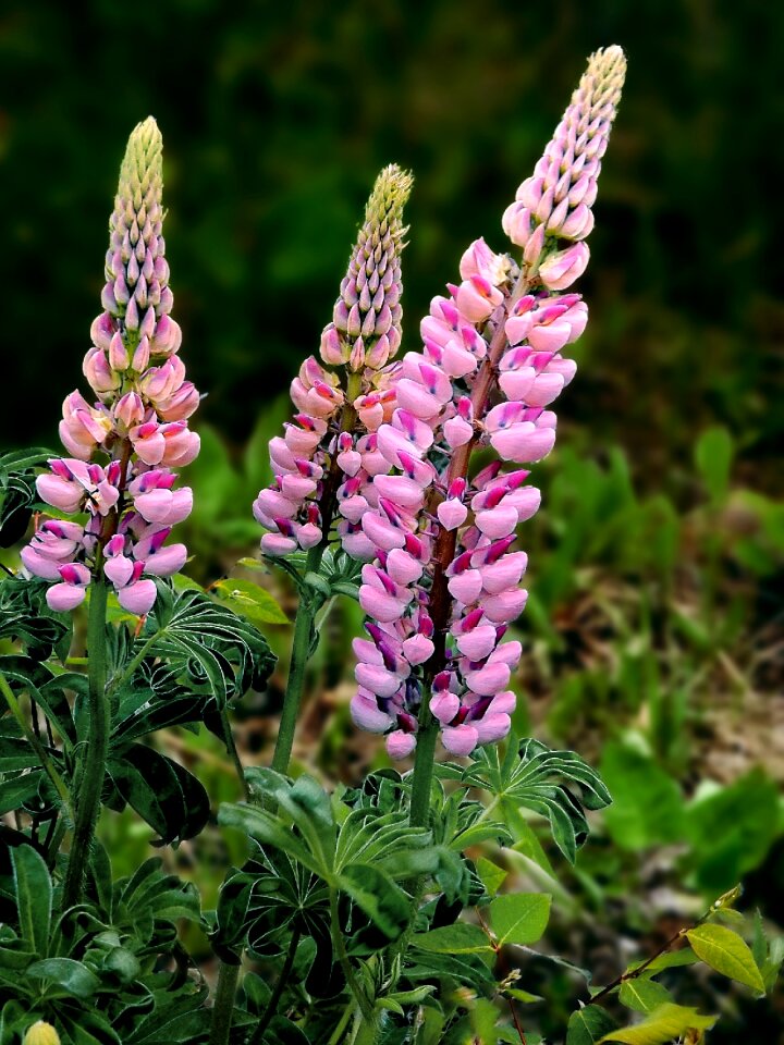 Pink garden floral photo