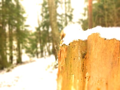 Snow, Wood, Bokeh