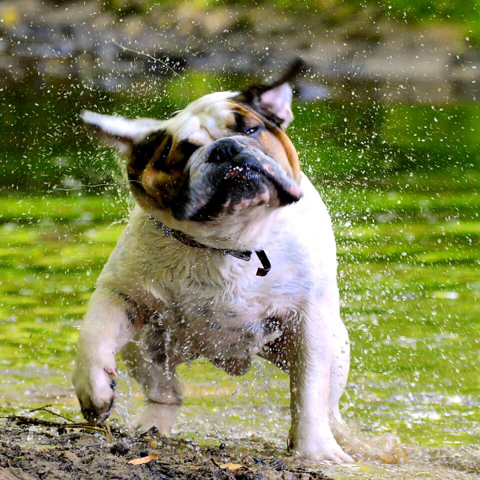 Highlands and islands england dog