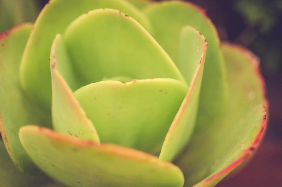 Quito, Ecuador, Flower