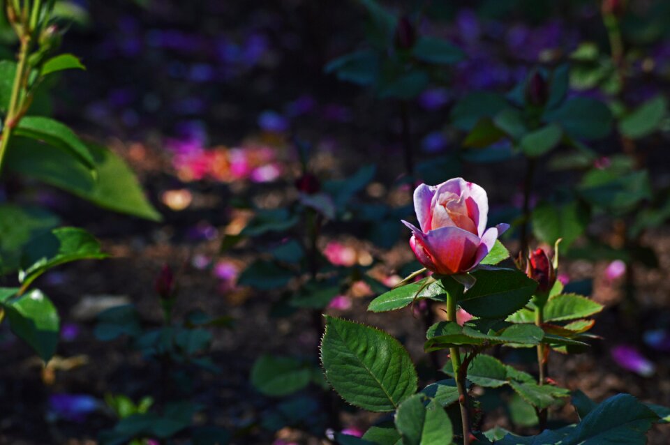 Nature pink color
