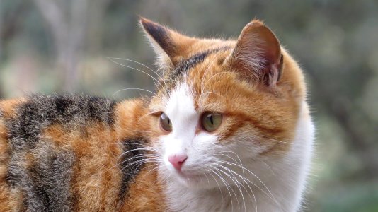 Osmaniye, Turkey, Animal