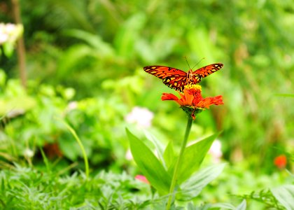Color, Detail, Flower