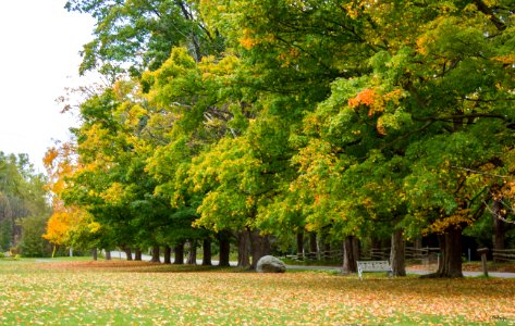 Richmond hill, Canada, Nature