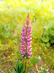Pink garden floral