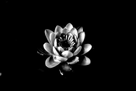 Water, Sea lily, Flower photo