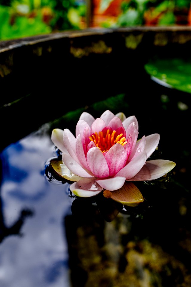 Flower, Water, Sea lily