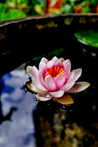 Flower, Water, Sea lily photo