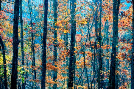 Sweetwater creek state park, Lithia springs, United states