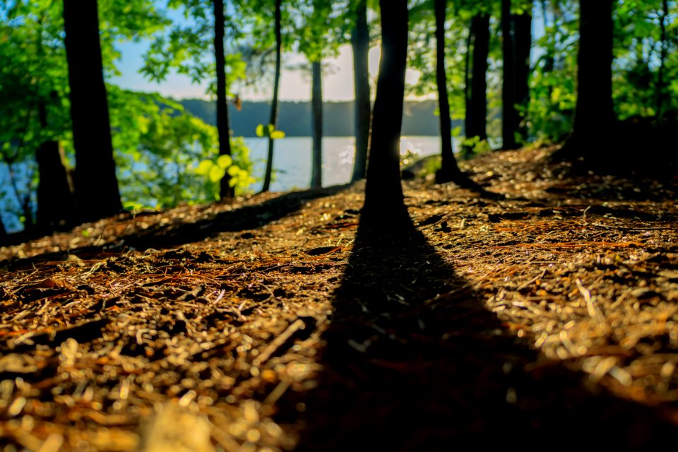 view of trees near body of water