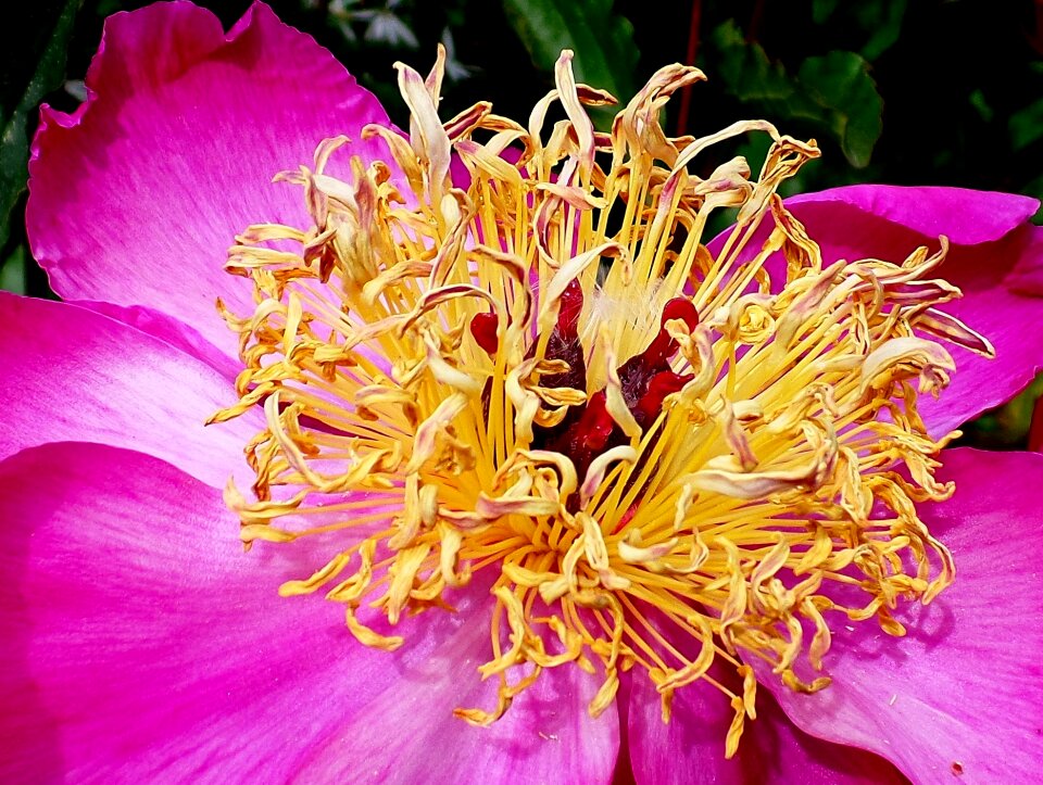 Close up pink spring