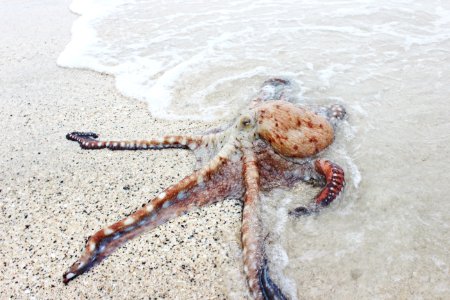 brown octopus on seashore photo