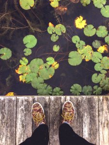 lily pods on water beside dock photo