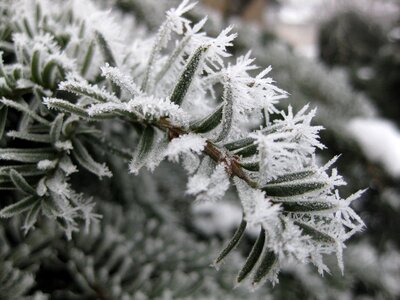Frost winter season photo