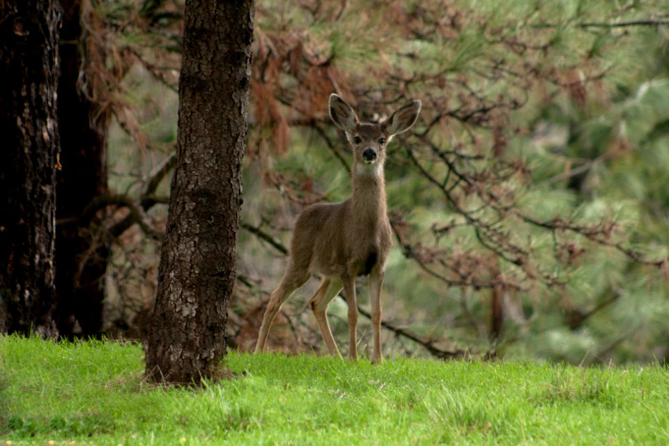 Colfax, United states, Outdoors