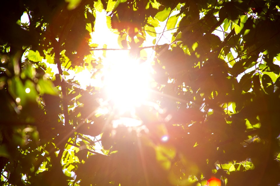 Kaukauna, United states, Nature